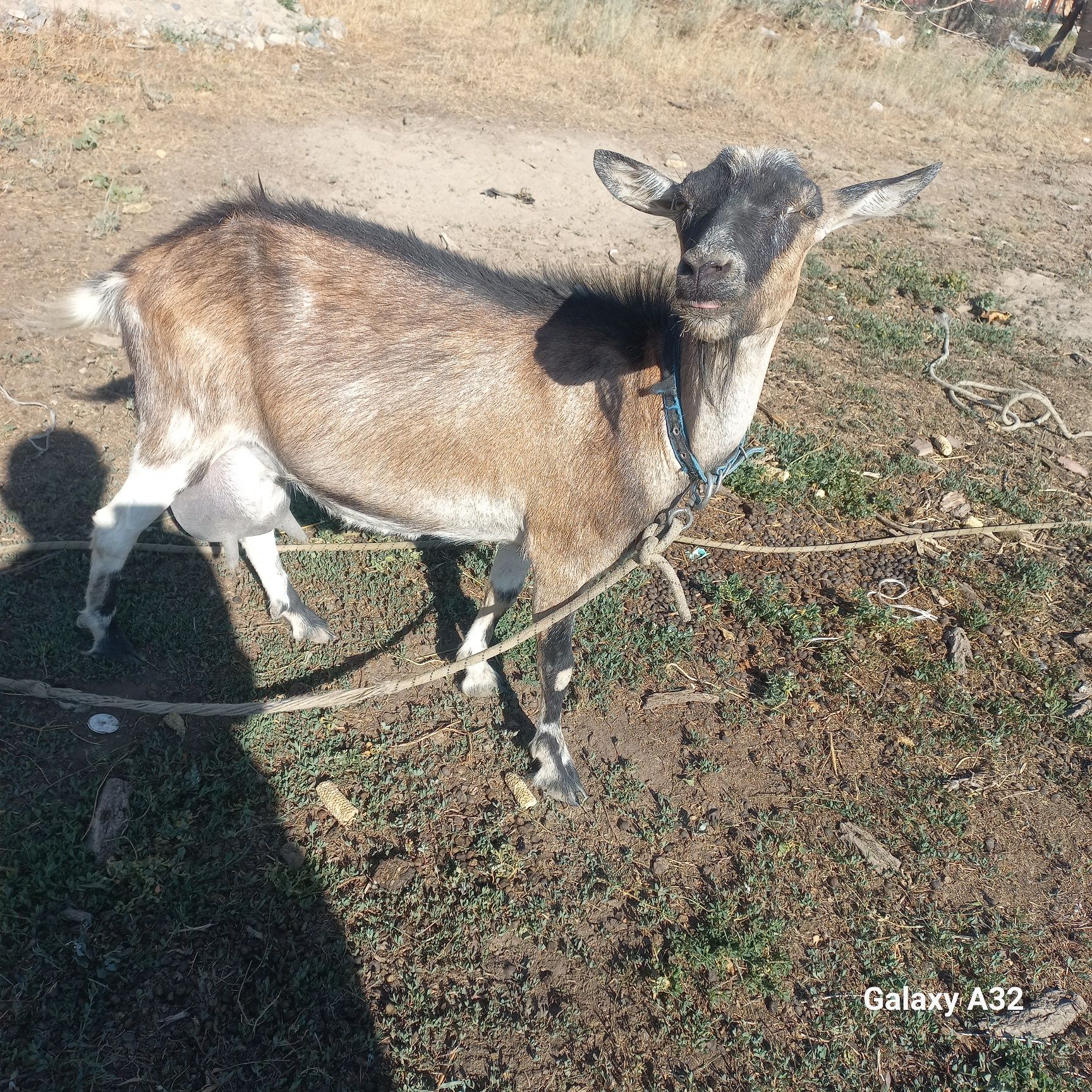 Сүтті ешкі сатылады