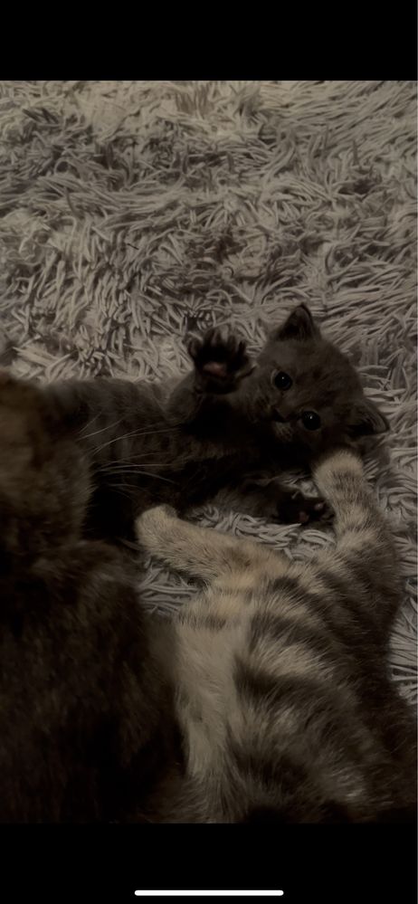 Котятки от депрессии)