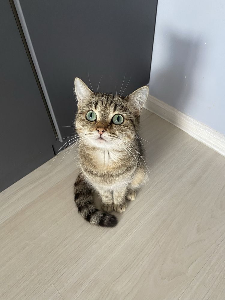 Кошечка ищет дом