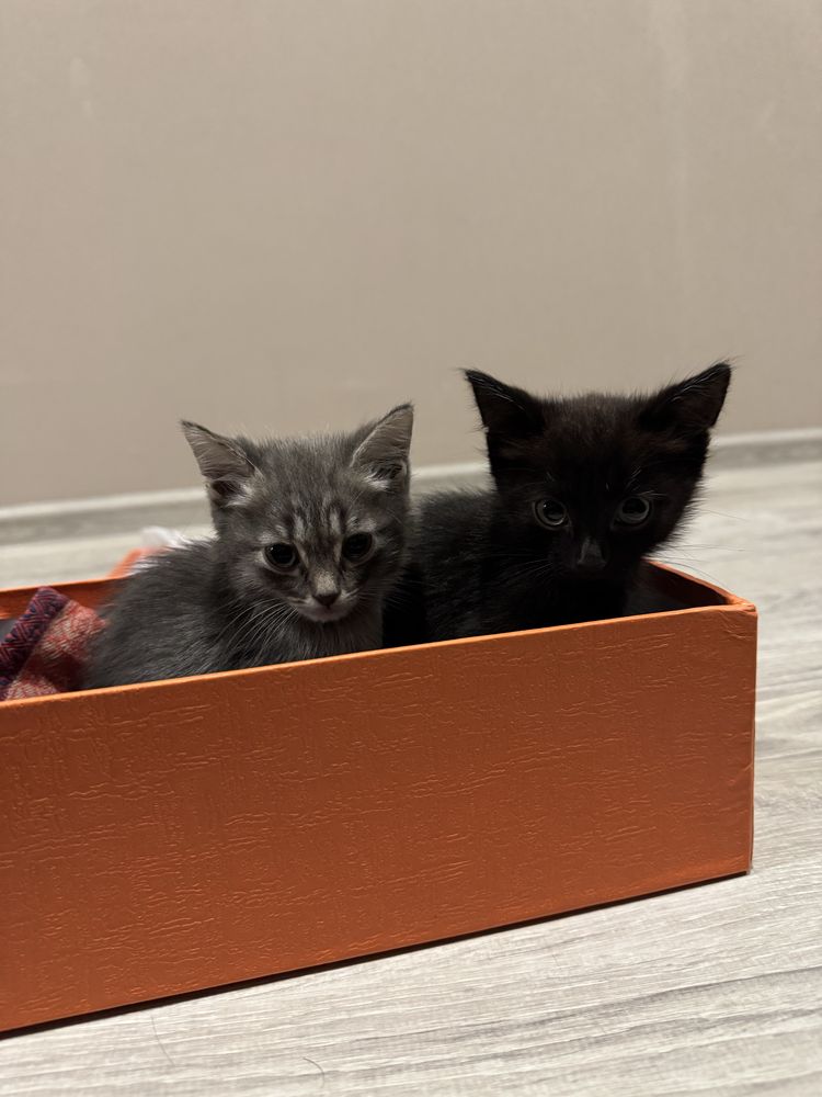 Котенок ищет дом
