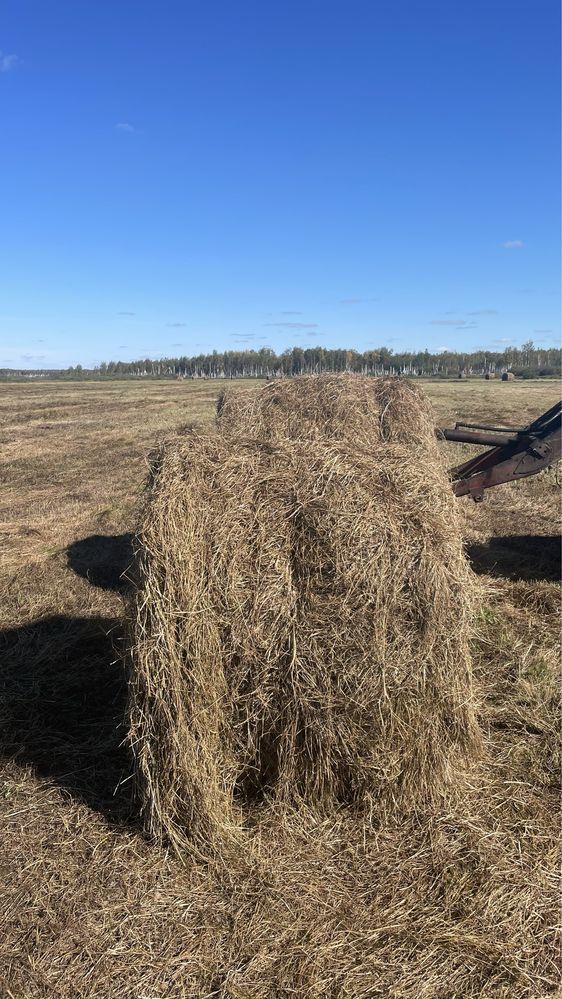 Продам сено зеленое по 500 кг