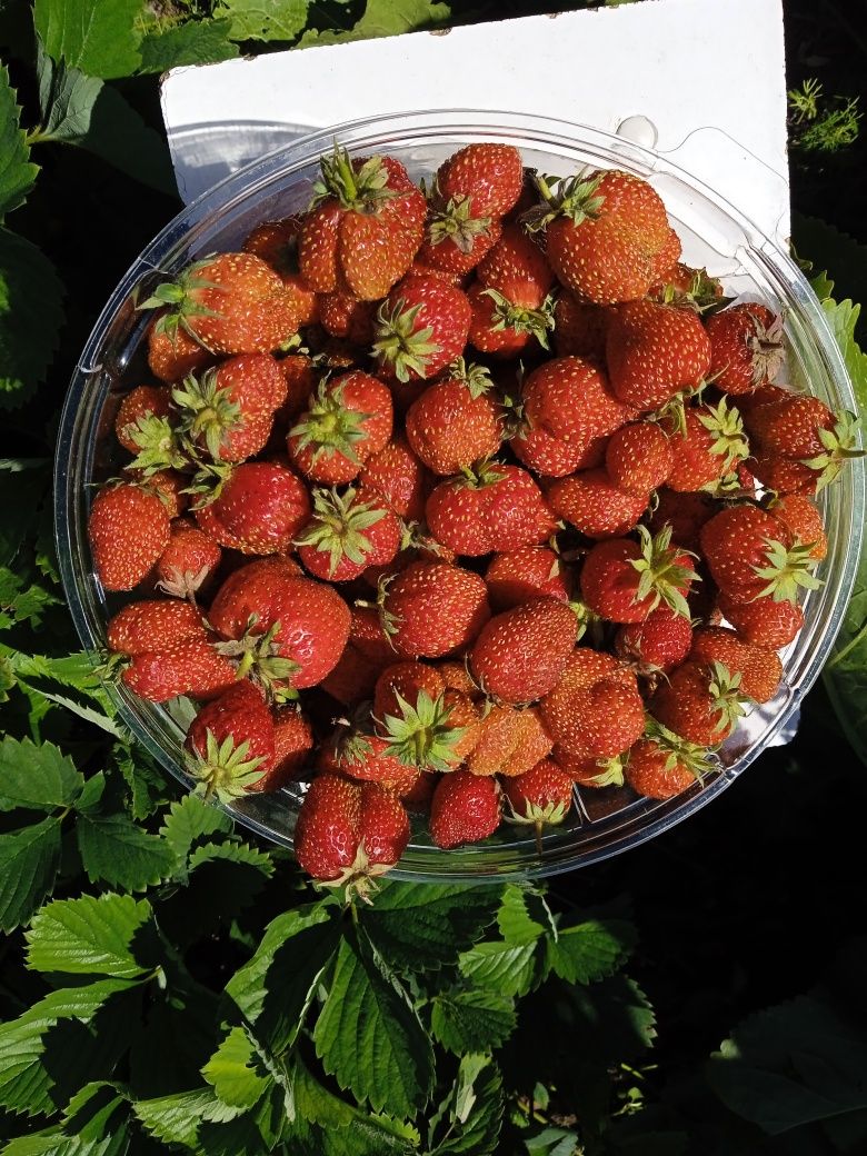 Продам укоренённые усы клубники.