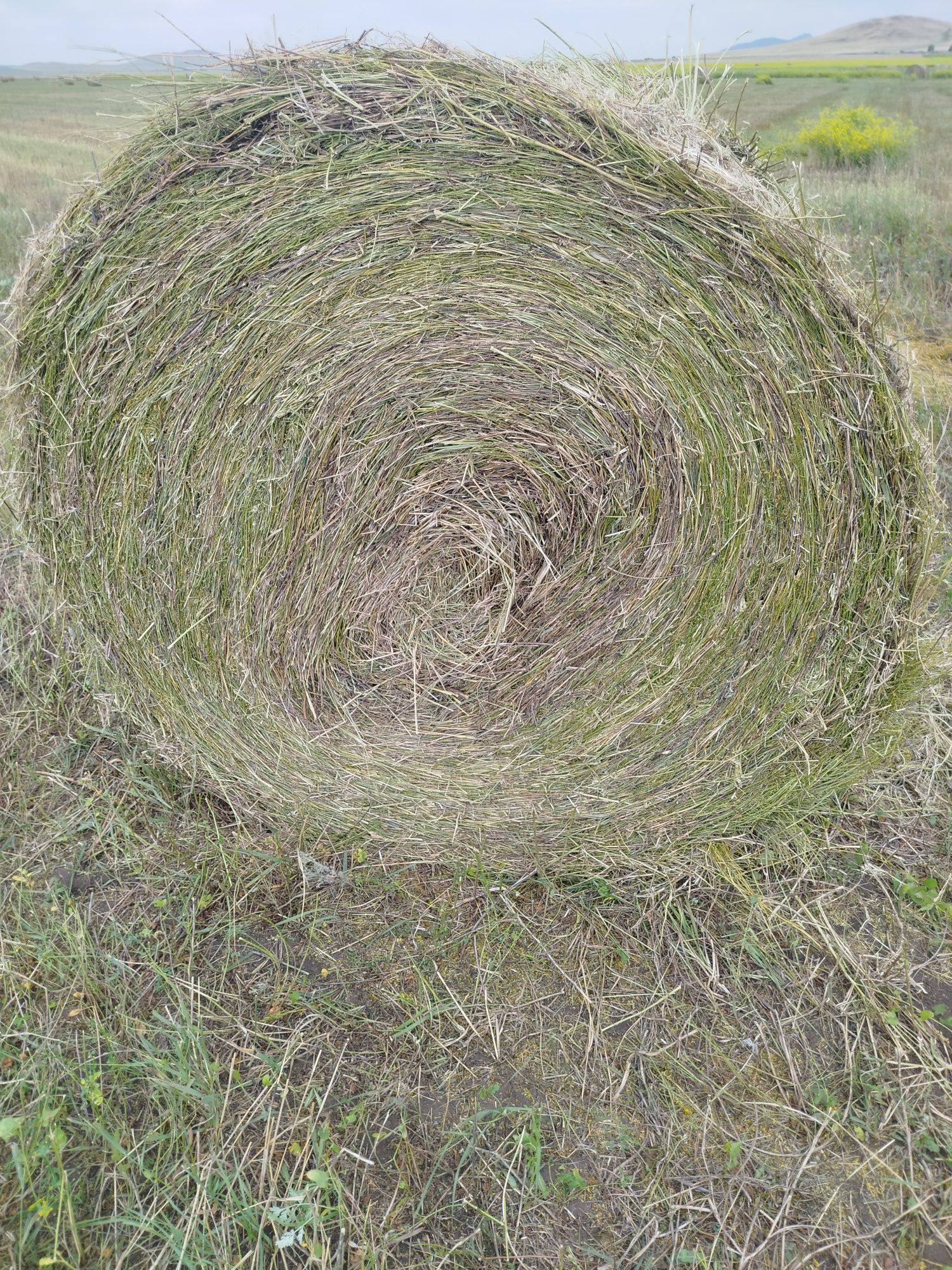 Продам сено в рулонах