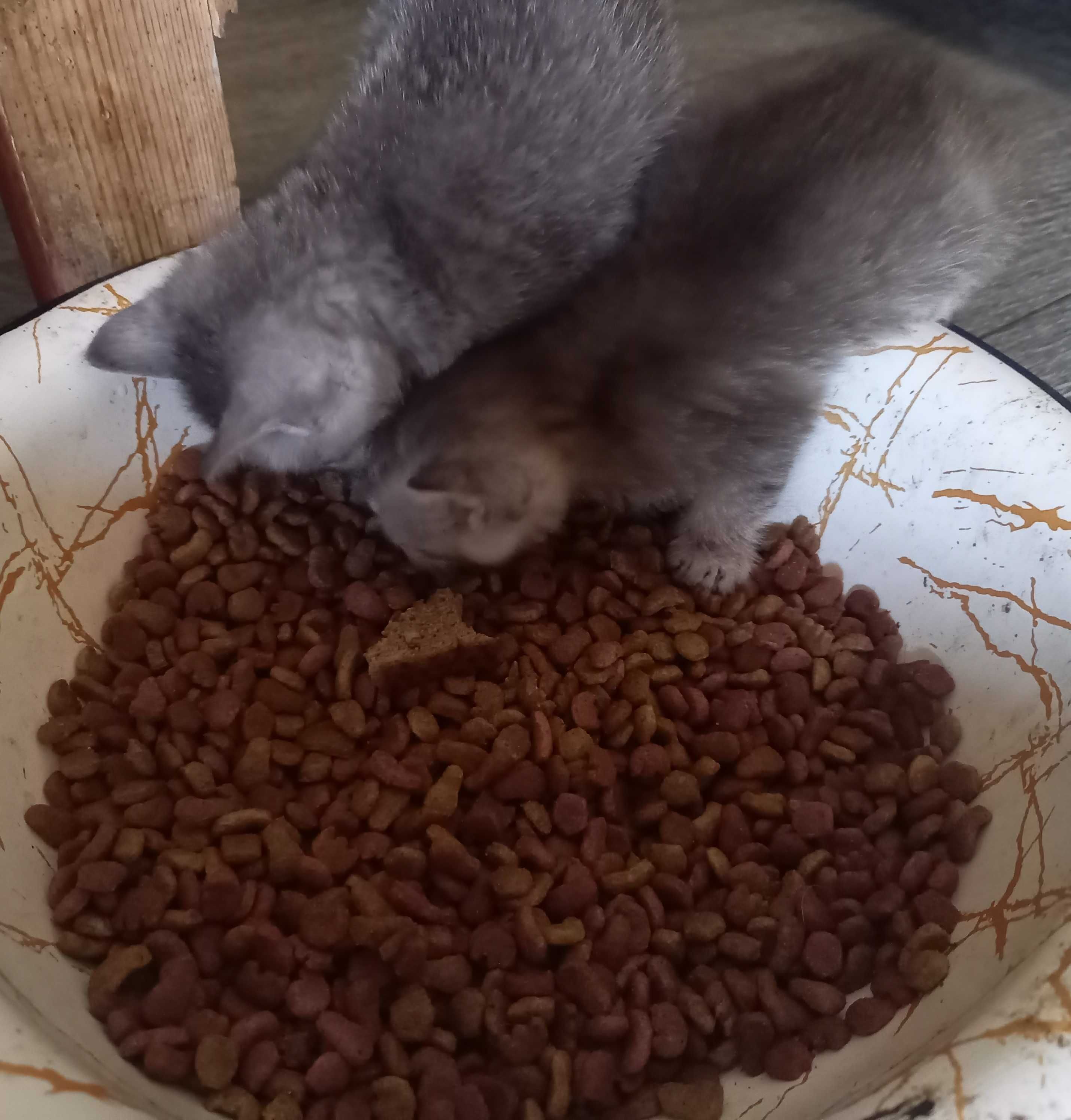 Котят в Добрые заботливые ручки
