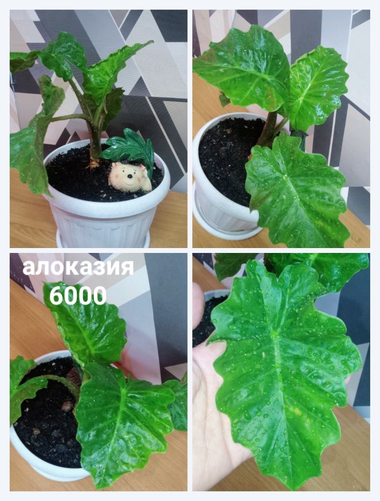 Срочно распрадаю комнатные растения