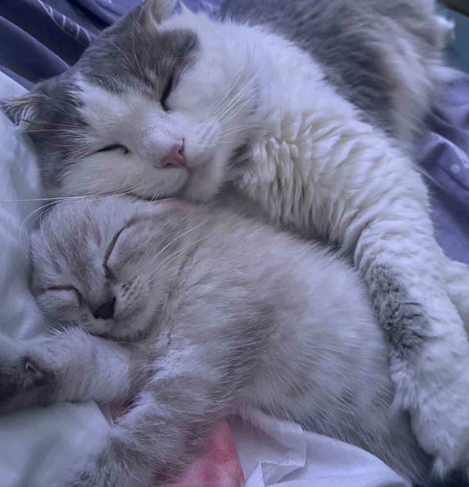Отдам котенка мальчик