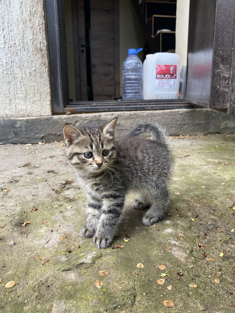 котёнок, девочка, отдадим в хорошие руки