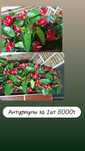 Продам цветы разные