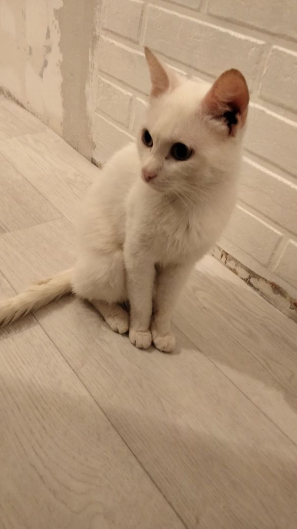Кот для вязкий белый