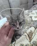отдам котёнка в добрые руки, девочка, 1 мес.