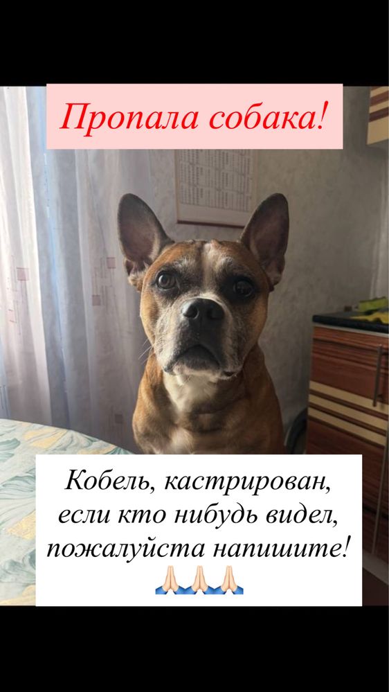 Пропала собака!