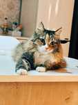 Кошка Тильда ищет семью