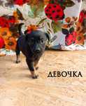 Бесплатно отдам щенков в хорошие руки