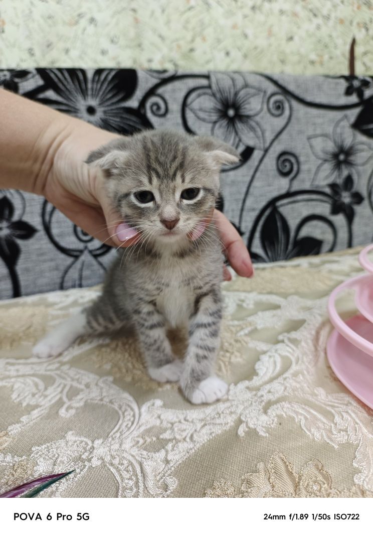 Отдам красивого вислоухого котёнка!