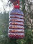 Продам домашнюю вишню