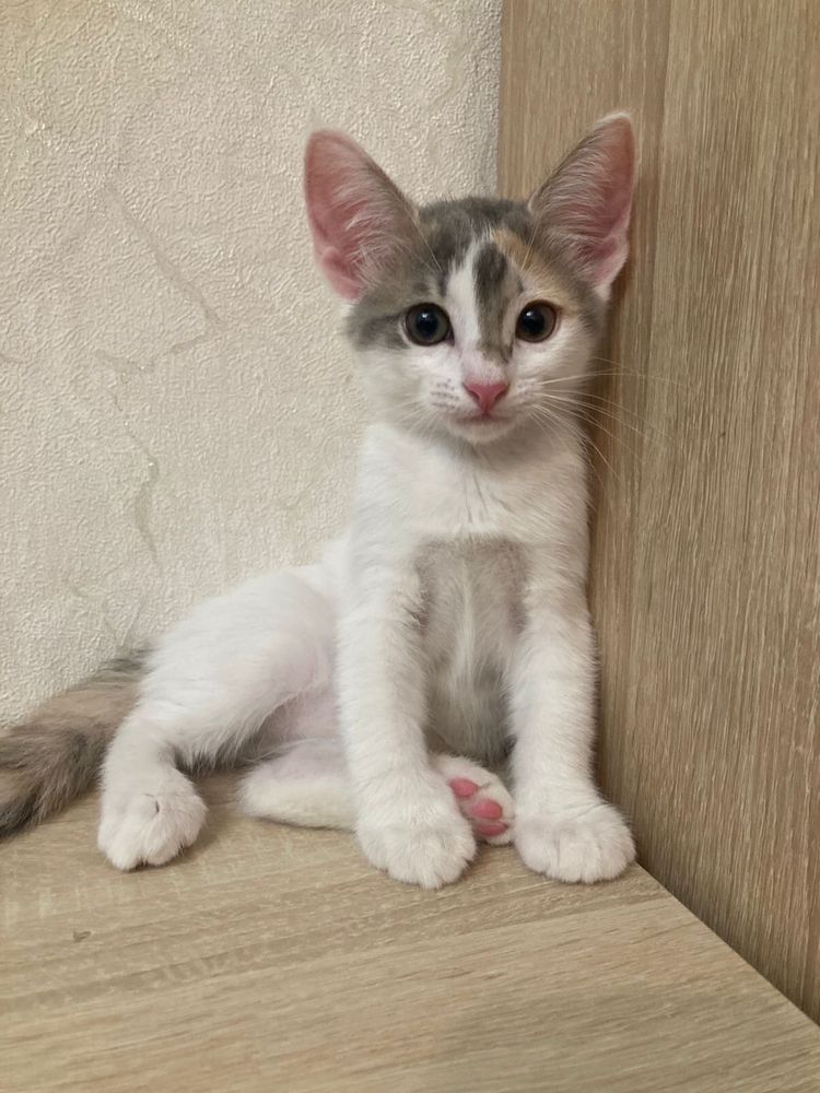 Ищем дом для котят