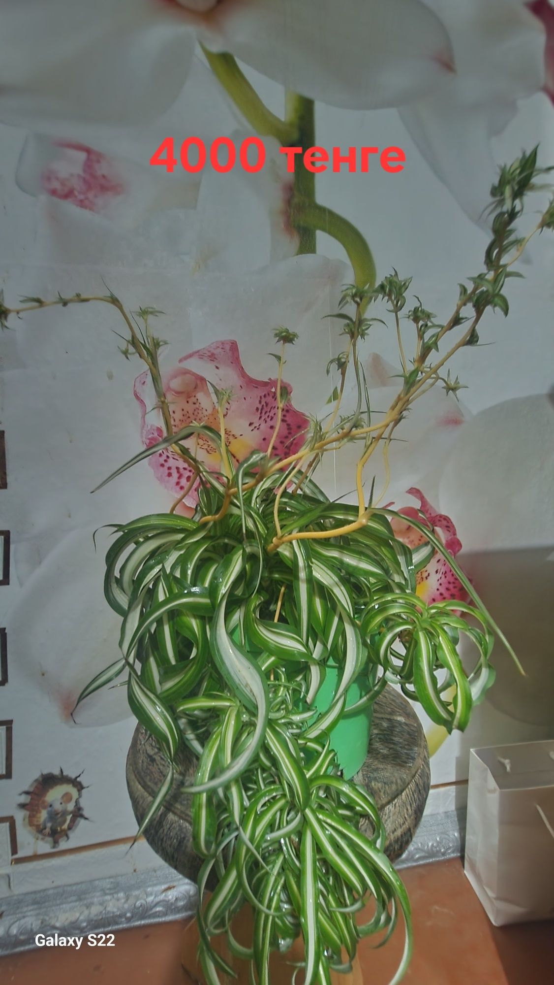 Продам Chlorophytum comosum 'Bonnie'