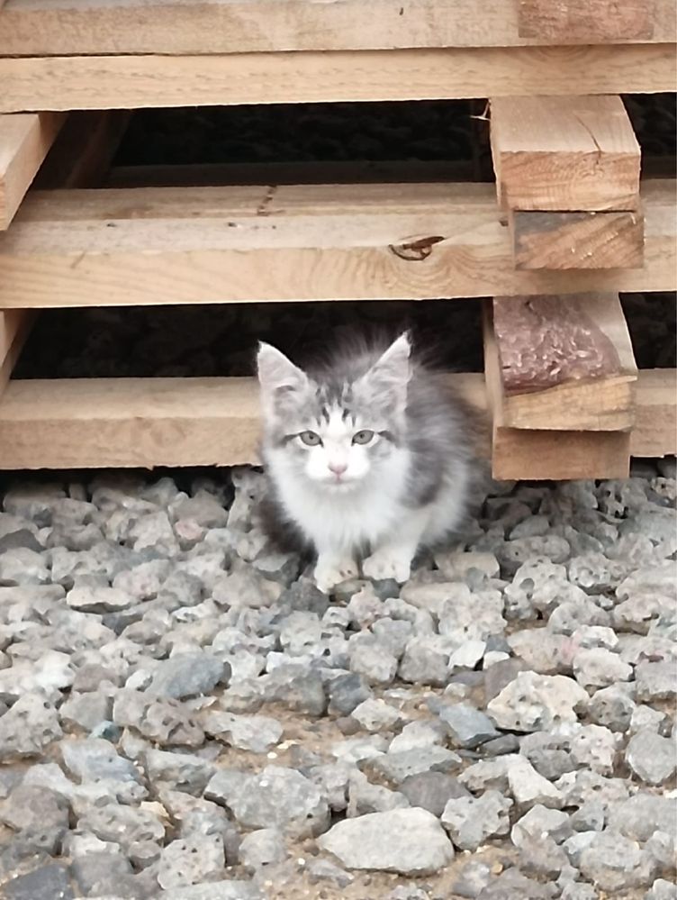 Отдам котенка мальчик