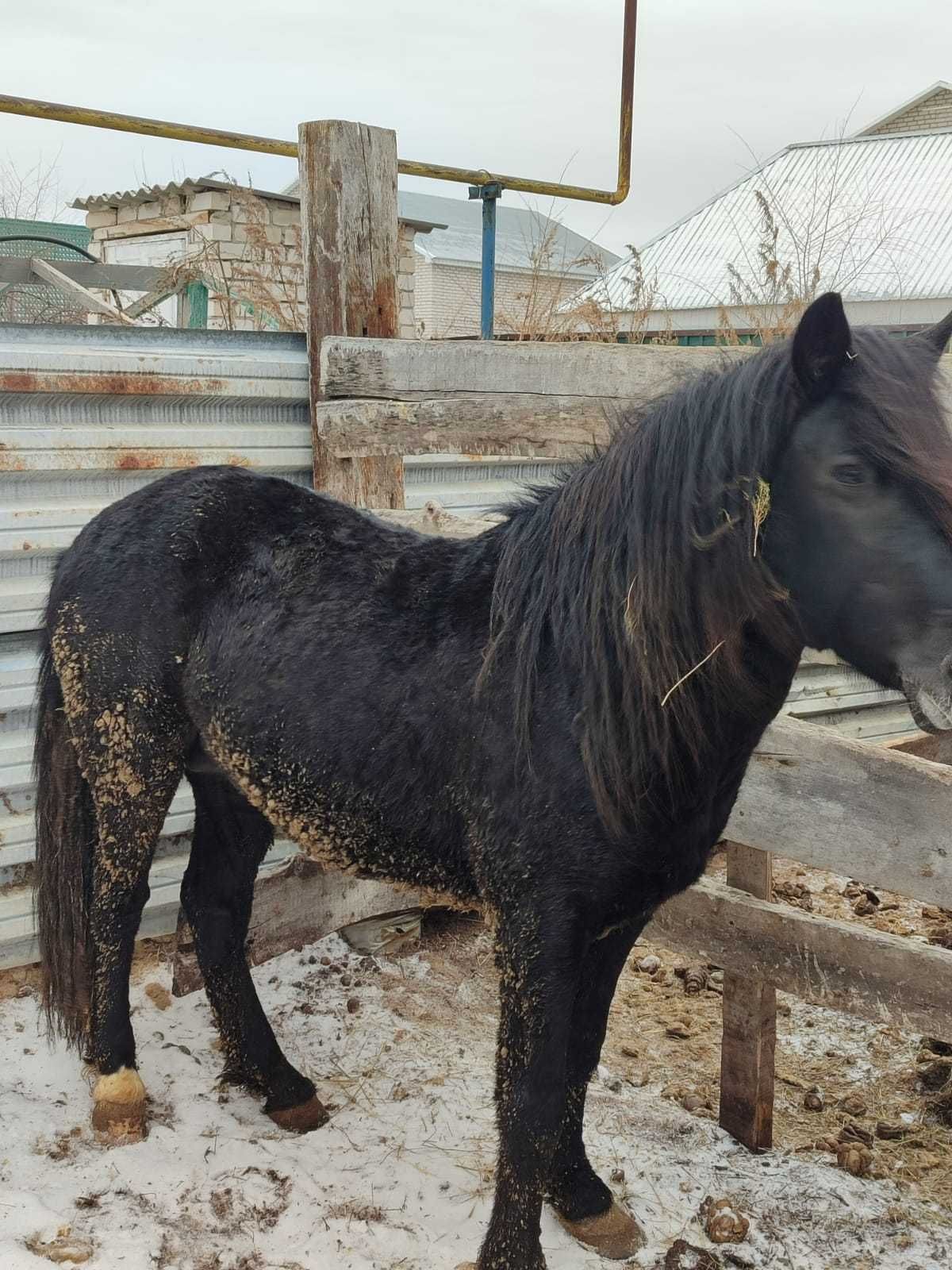 Айғыр сатылады Ақтөбе қаласы заречный 2 участок 322