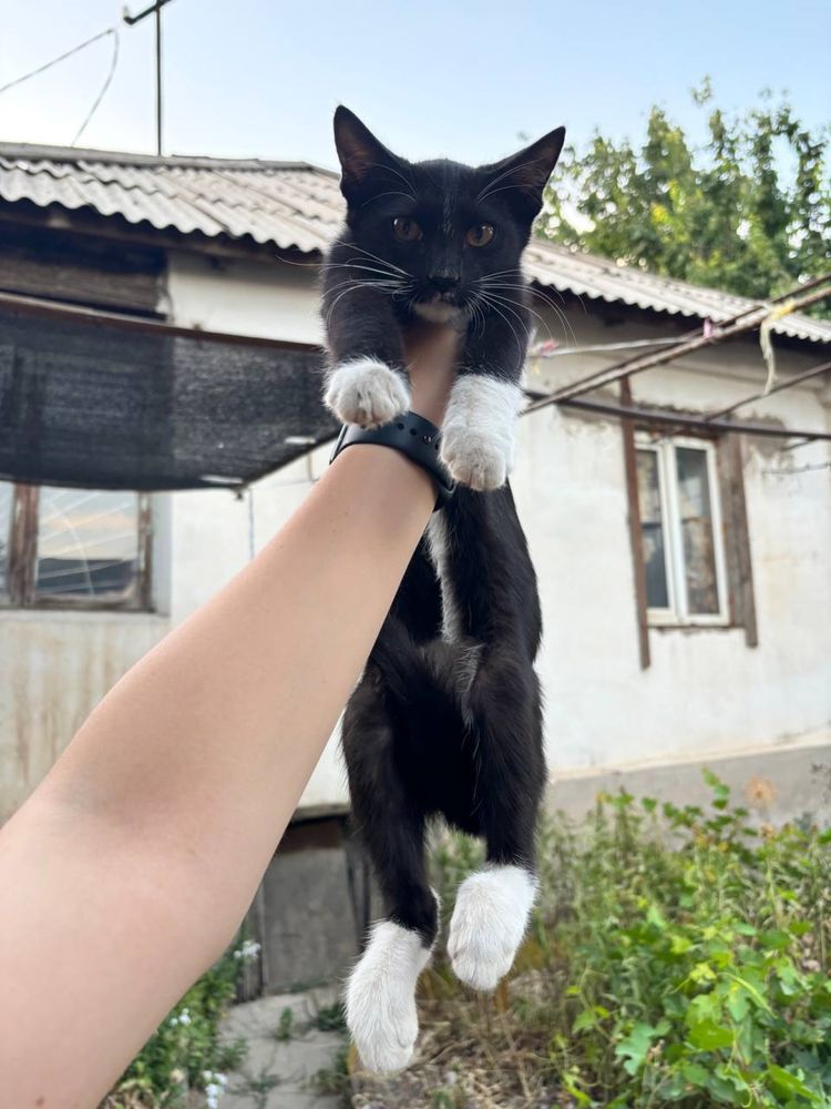 Котенок мальчик в добрые руки