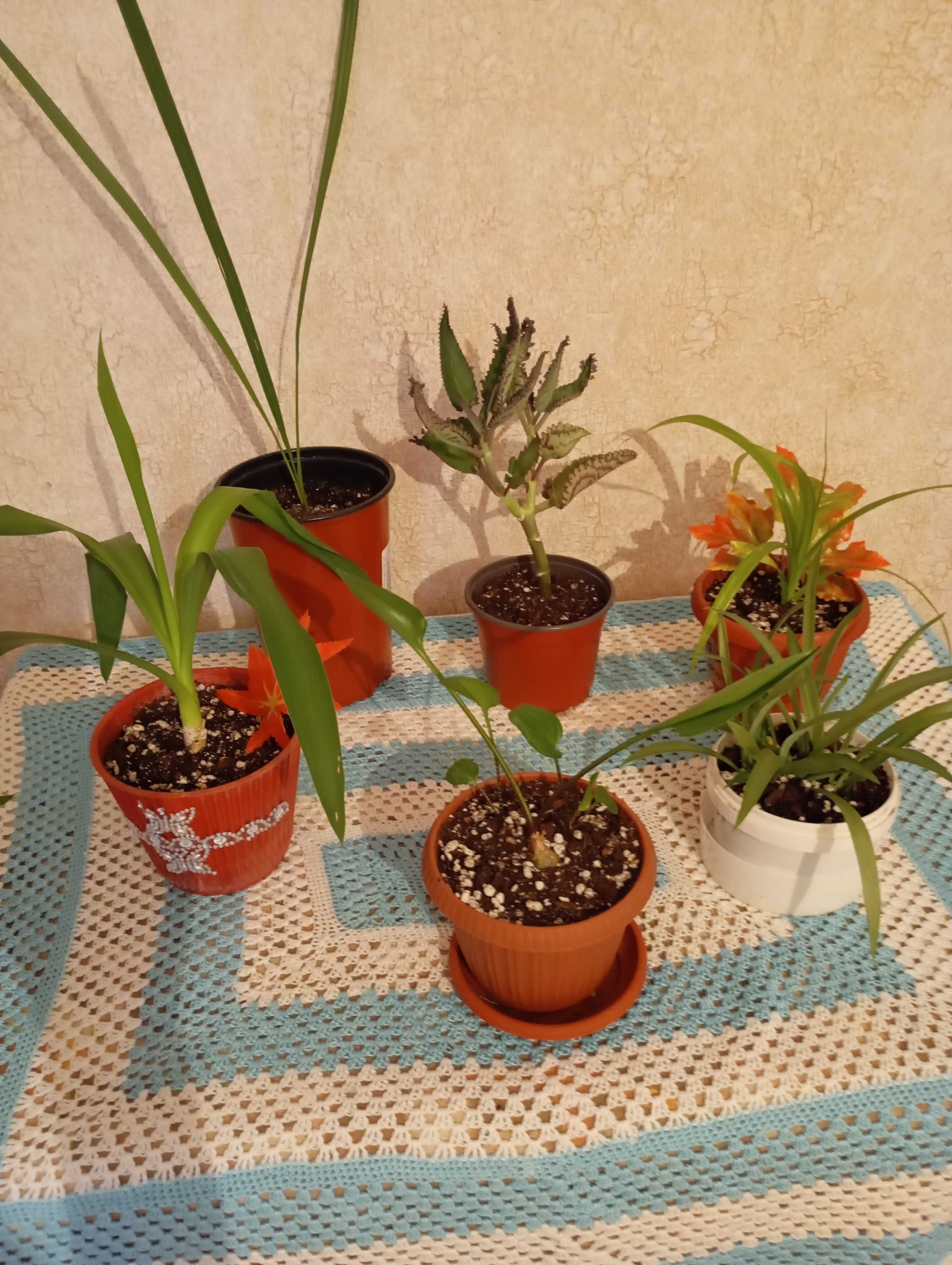 Домашние растения, лечебные, крупные и мелкие.