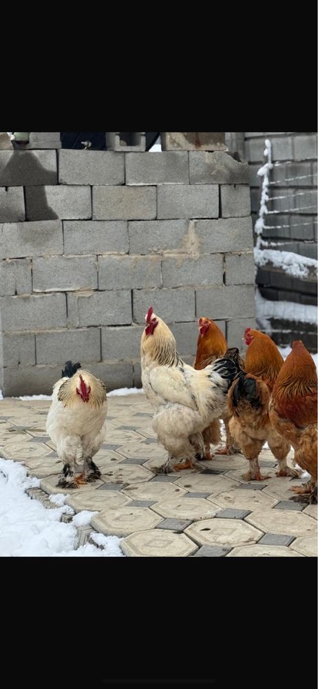 Продаю петушки куры