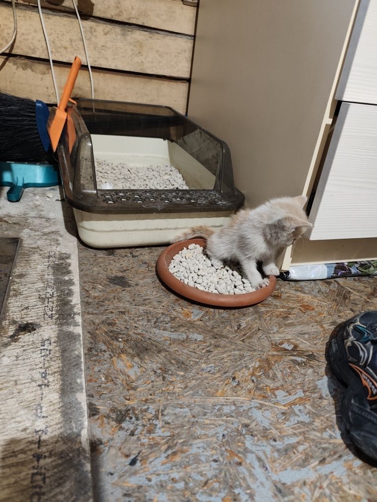 Отдам котят бесплатно