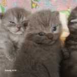 Котята британцы гладкошорстные