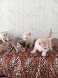 Продам домашних котят
