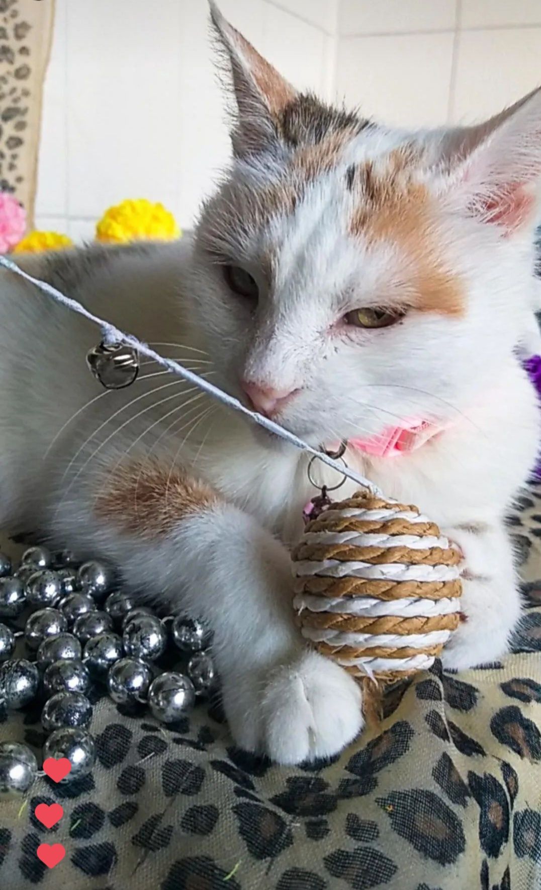 Снежана без зубов, ищет дом