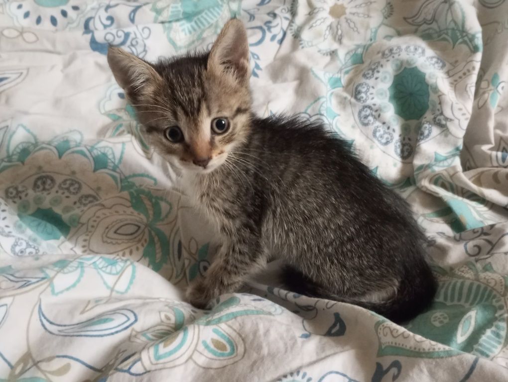 Котята в добрые руки 1,5 месяца
