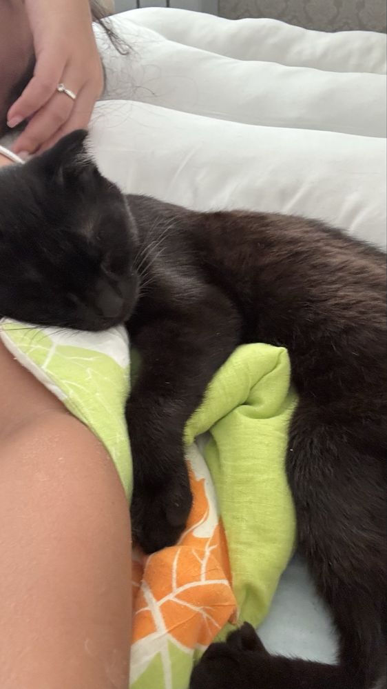 Котик в добрые руки