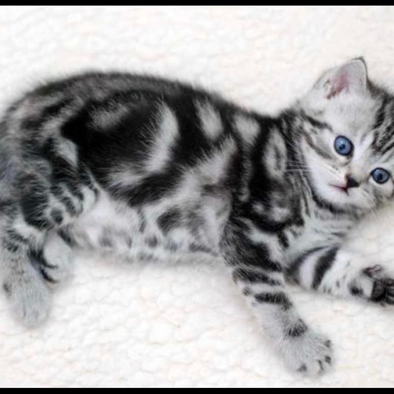 кОтяТа ШотЛанДскиЕ