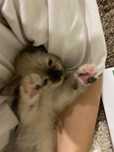 Продам котёнок сиамская