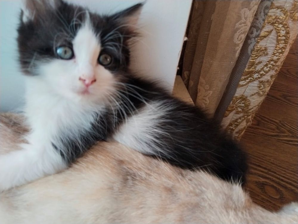 Котят в добрые руки