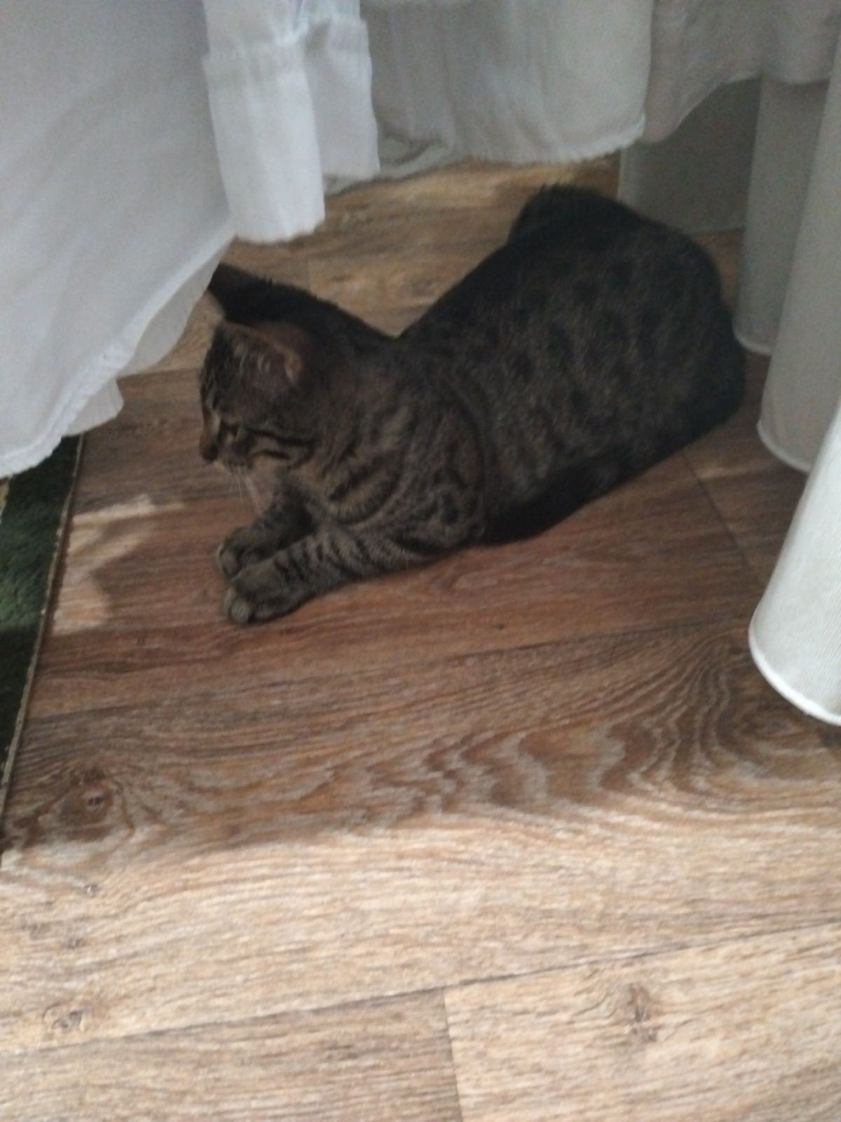 Отдам котика в добрые руки.