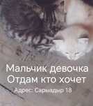 Котята мальчик девочка
