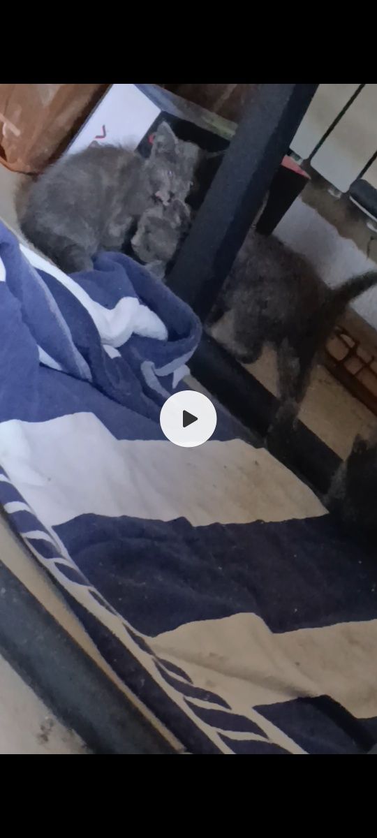 Котята от 3 кота