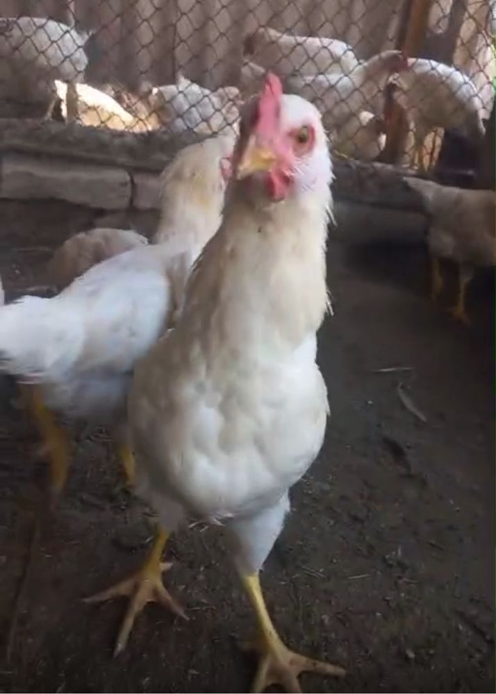 Ломан браун петух