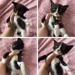 Отдам котенка в добрые руки