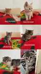 Котята в добрые руки
