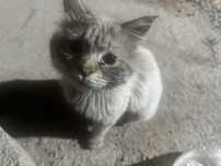 Котенку нужен дом