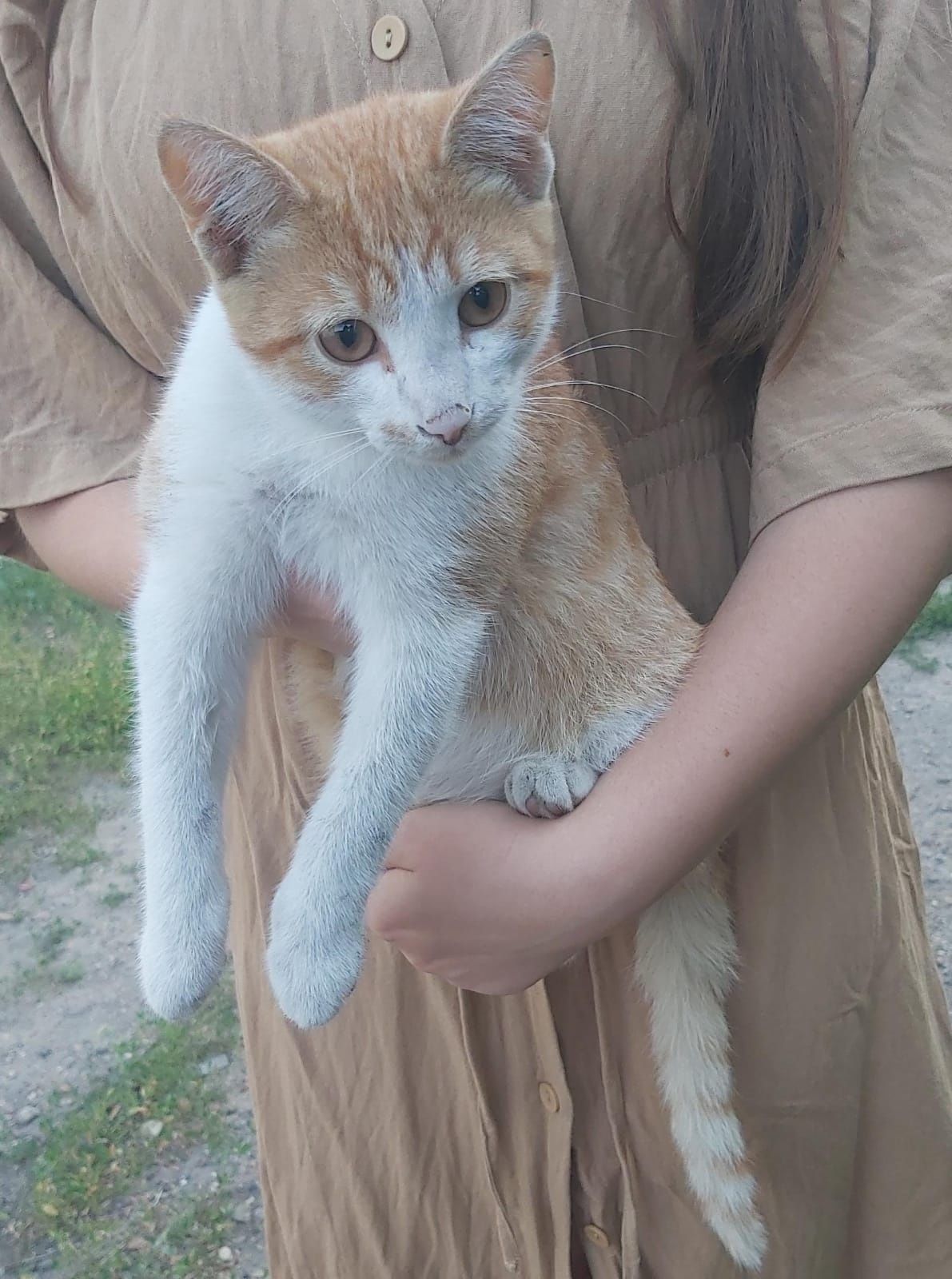 Отдам котенка, 4месяца