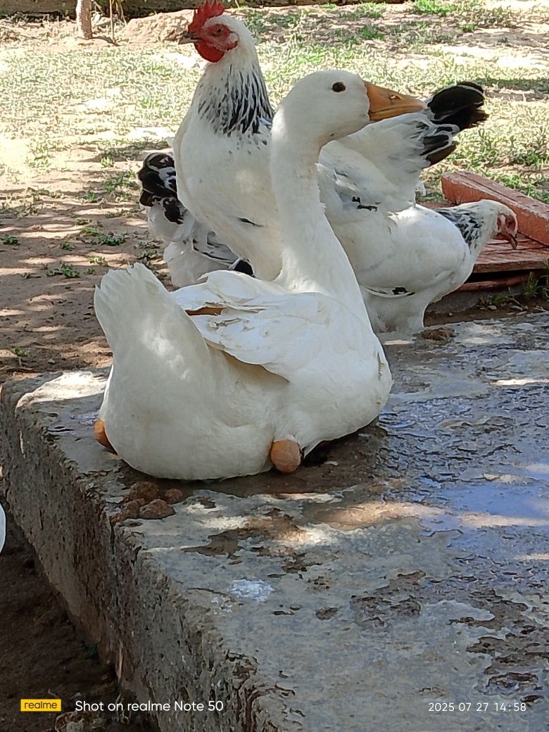 Қаздар сатылады.