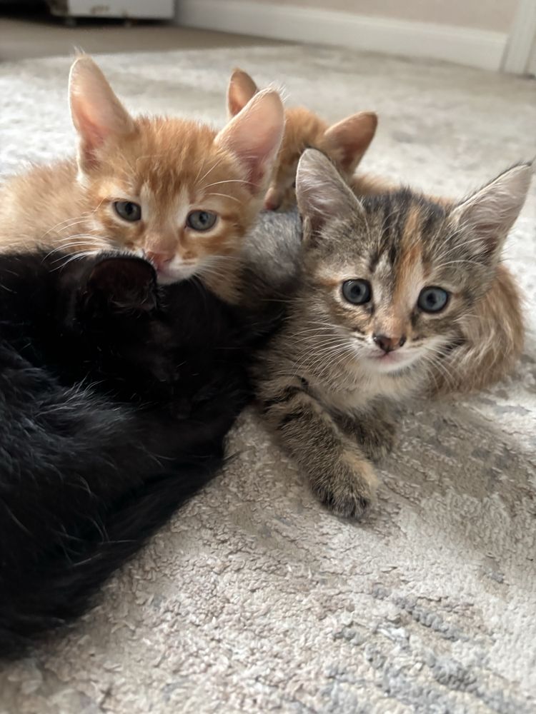 Отдам котят в добрые руки