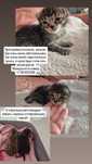 Срочно пристраивается котенок
