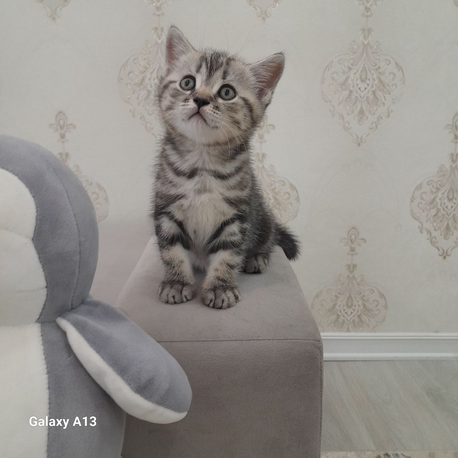 Продам породистых котят 1,5 месяца