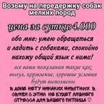 Шпиц. Передержка любых мелких пород.