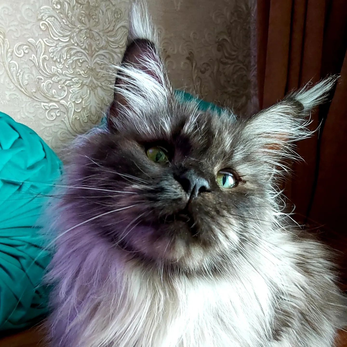 Гигантские Кошки. КОТЯТА Мейн- Кун