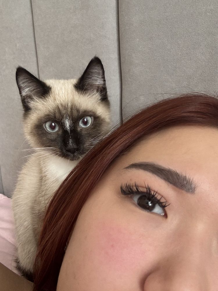 Отдам в хорошие руки Котенка